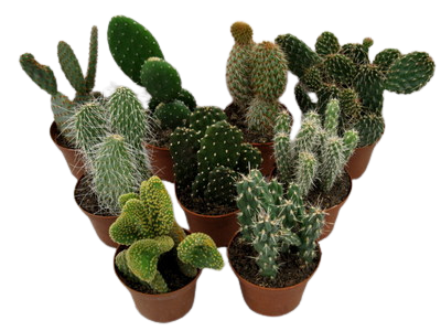 Opuntia Assortment
